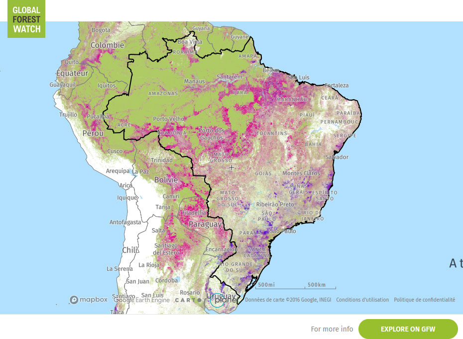 Global Forest Watch Map Brazil