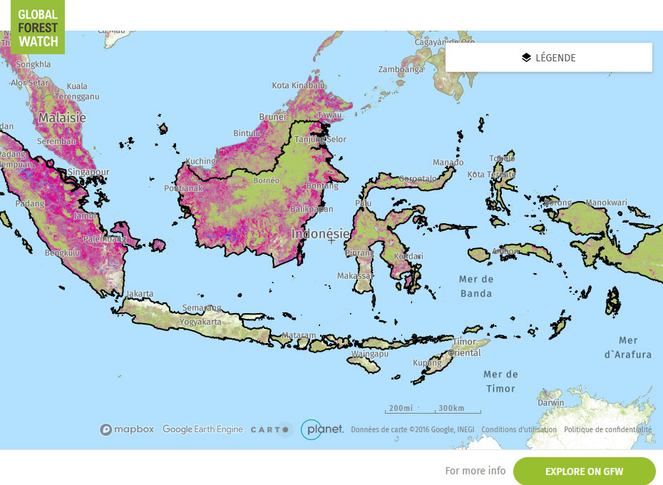 Global Forest Watch Map Indonesia