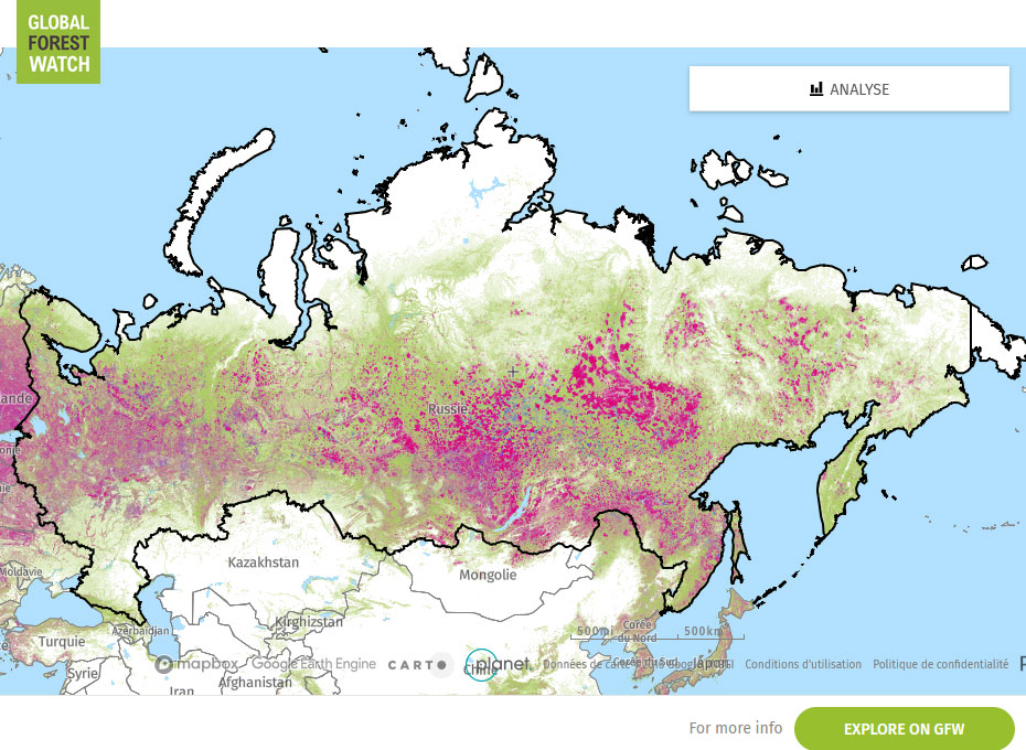 Global Forest Watch Map Russia