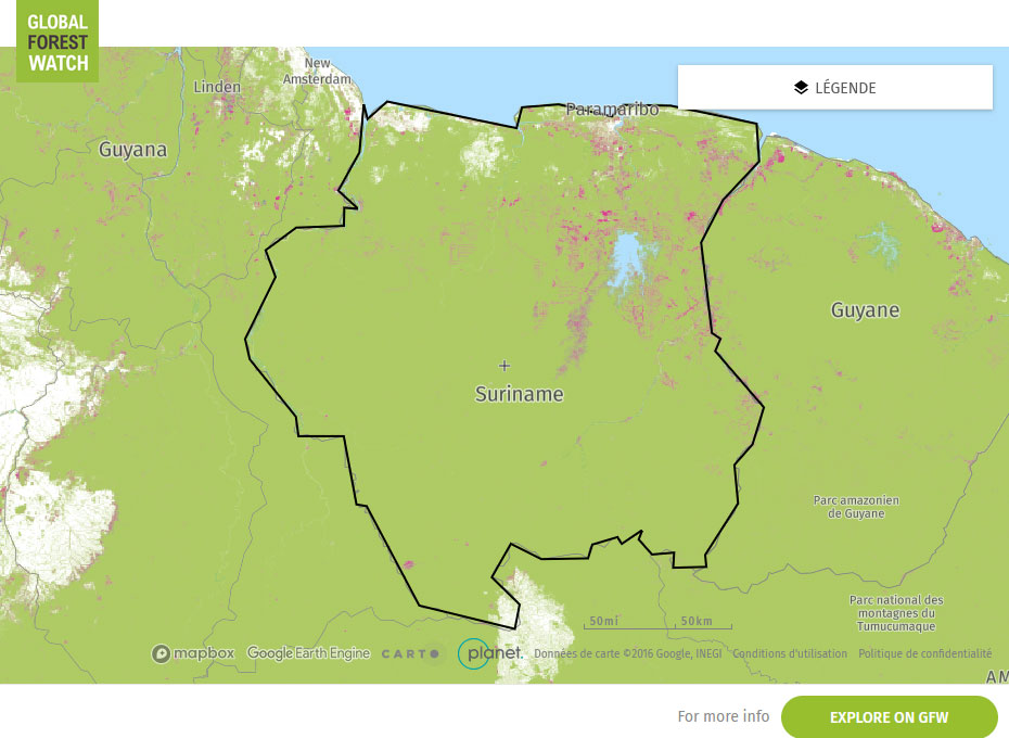 Global Forest Watch Map Suriname