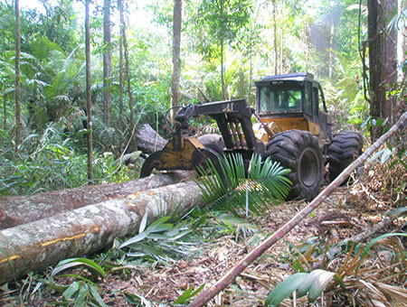 苏里南的木材生产控制得到改善